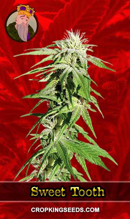 Sweet Tooth Feminized Marijuana Seeds