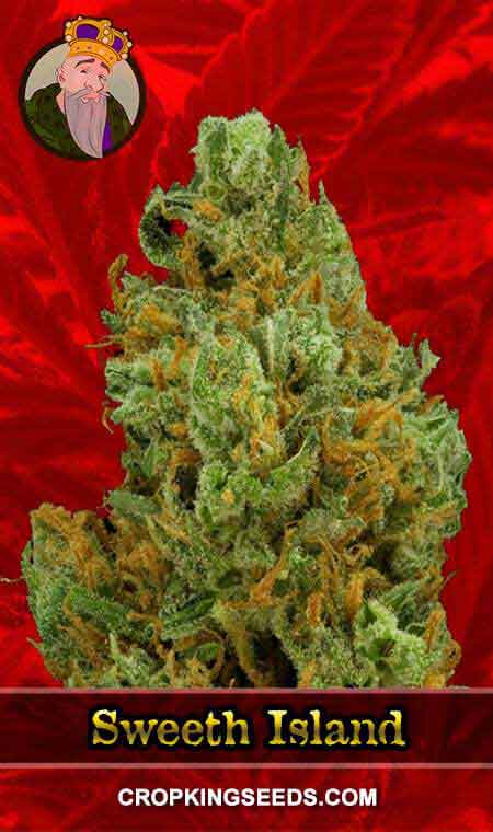 Sweet Island Strain Feminized Marijuana Seeds