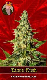 Tahoe Kush Feminized Marijuana Seeds