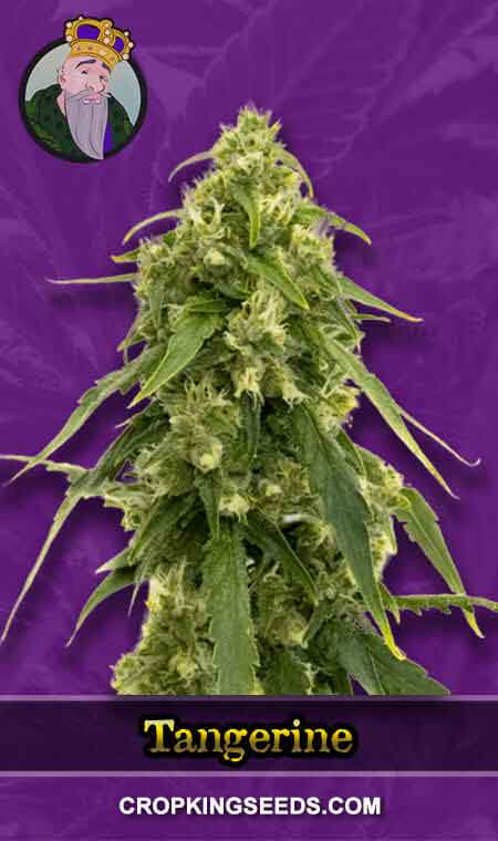 Tangerine Strain Autoflowering Marijuana Seeds