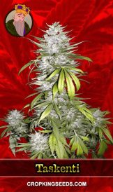 Taskenti Strain Feminized Marijuana Seeds