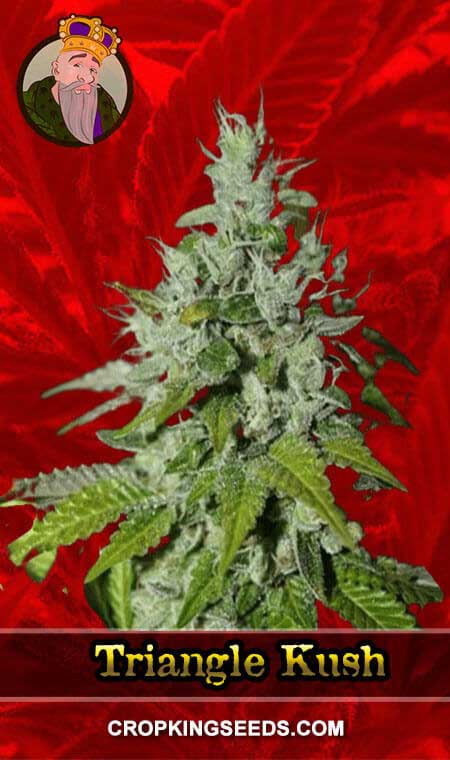 Triangle Kush Feminized Marijuana Seeds