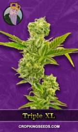 Triple XL Strain Autoflowering Marijuana Seeds