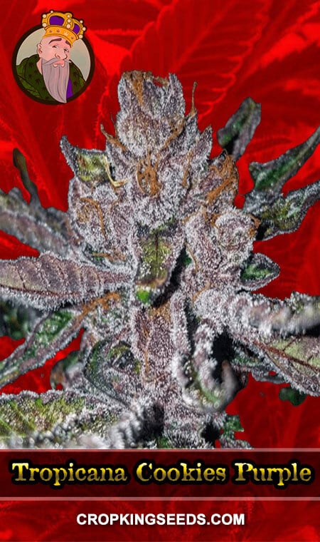 Tropicana Cookies Purple Feminized Marijuana Seeds