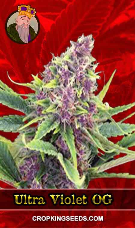 Ultra Violet OG Strain Feminized Marijuana Seeds
