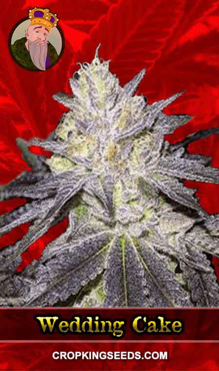 Wedding Cake Strain Feminized Marijuana Seeds, Crop King Seeds