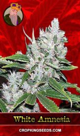 White Amnesia Strain Feminized Marijuana Seeds
