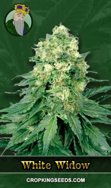 White Widow Strain Regular Marijuana Seeds, Crop King Seeds