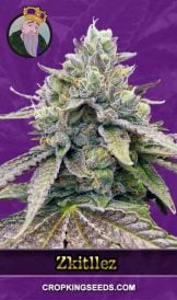 Zkitllez Strain Autoflowering Marijuana Seeds