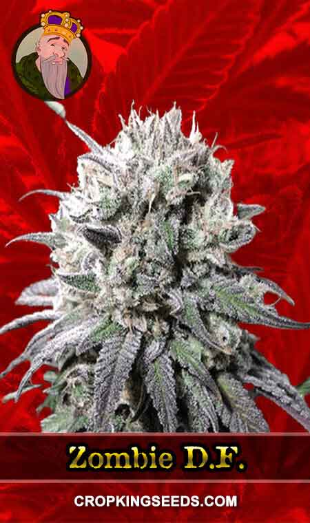 Zombie D.F. Strain Feminized Marijuana Seeds, Crop King Seeds