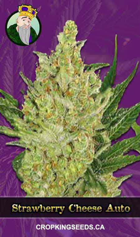 Strawberry Cheese Strain Autoflowering Marijuana Seeds