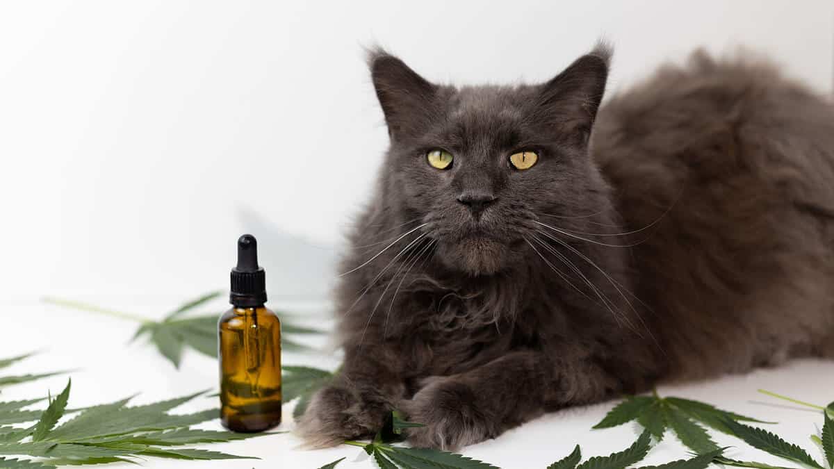 CBD for Cats: Is it a Good Idea?