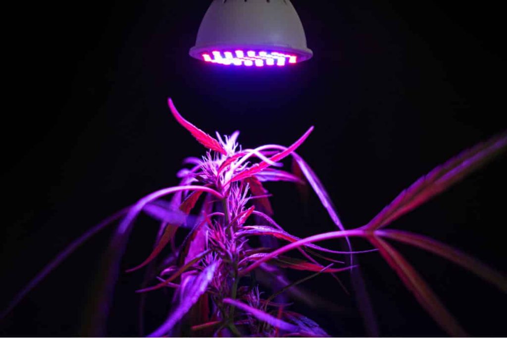DIY LED Grow Light Making Ideas Crop King Seeds