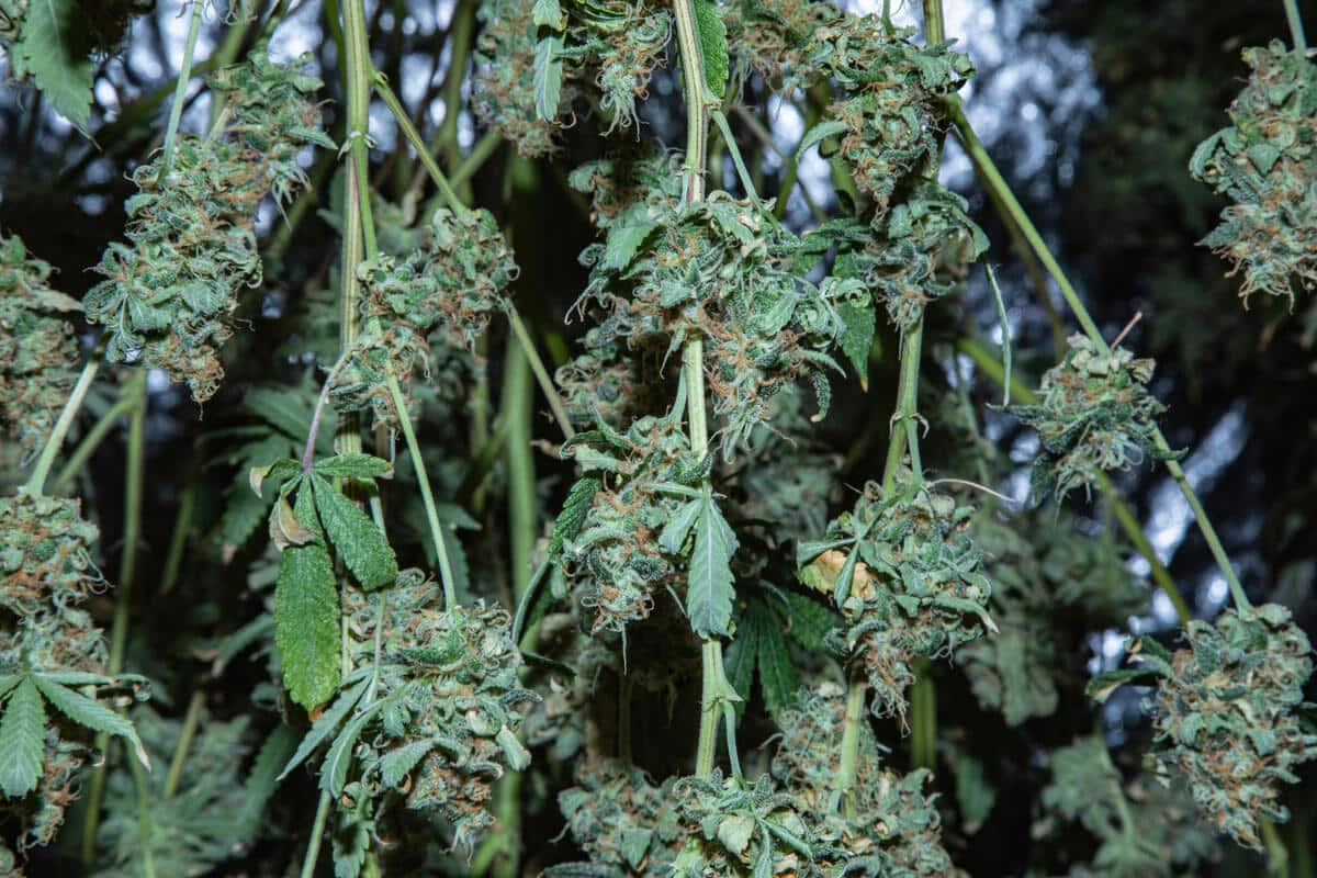 Definitive Guide on How to Grow Bigger Buds Outdoors