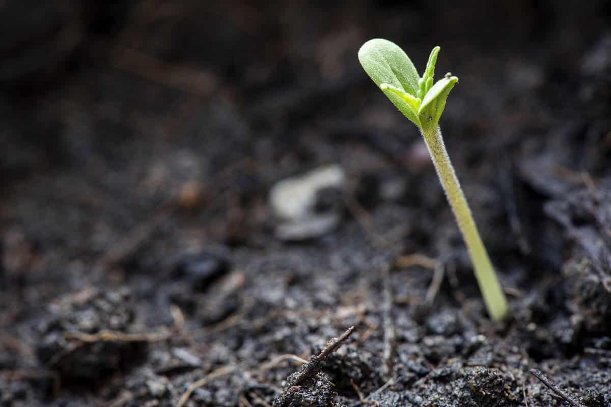Definitive Guide to Proper Handling of Marijuana Seedlings