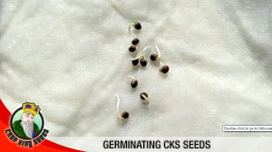 Germination 2 300x168 1, Crop King Seeds