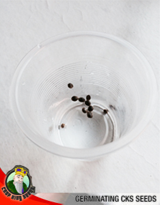 Germination, Crop King Seeds