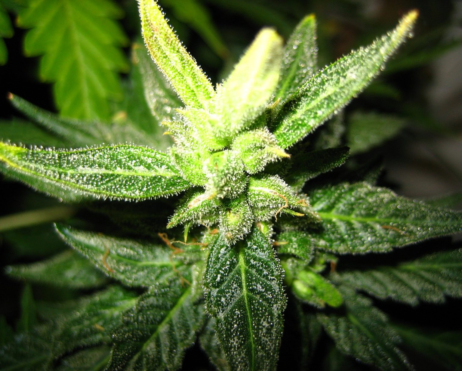 What You Need to Know About Hermaphrodite Weed