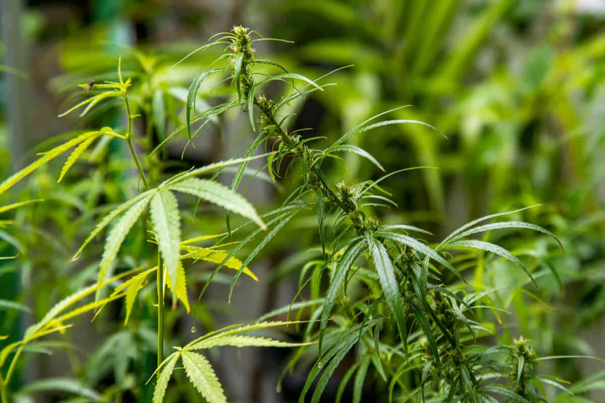 Male vs Female Weed Plant: Identification Guide