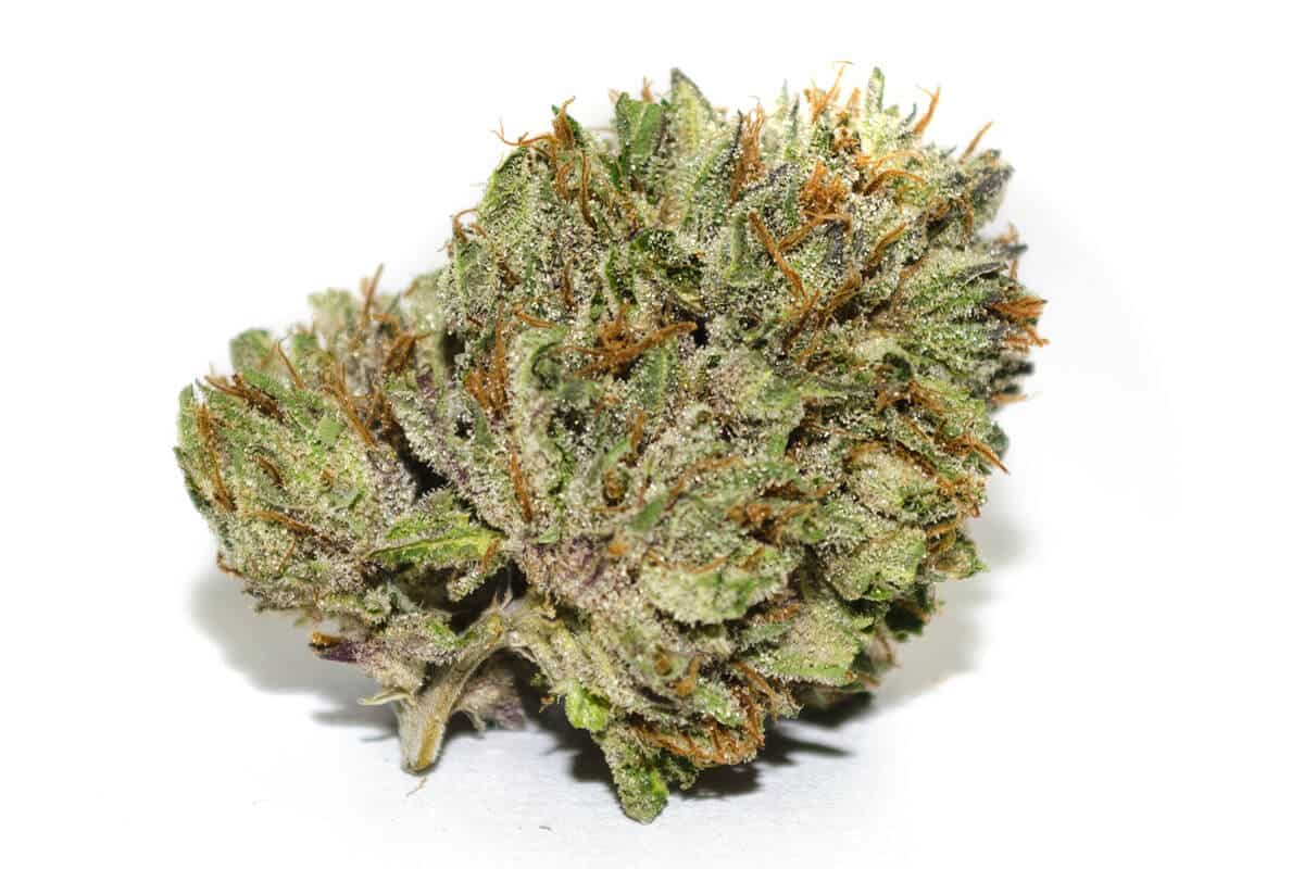 Rockstar Weed: Information and Growing Guide