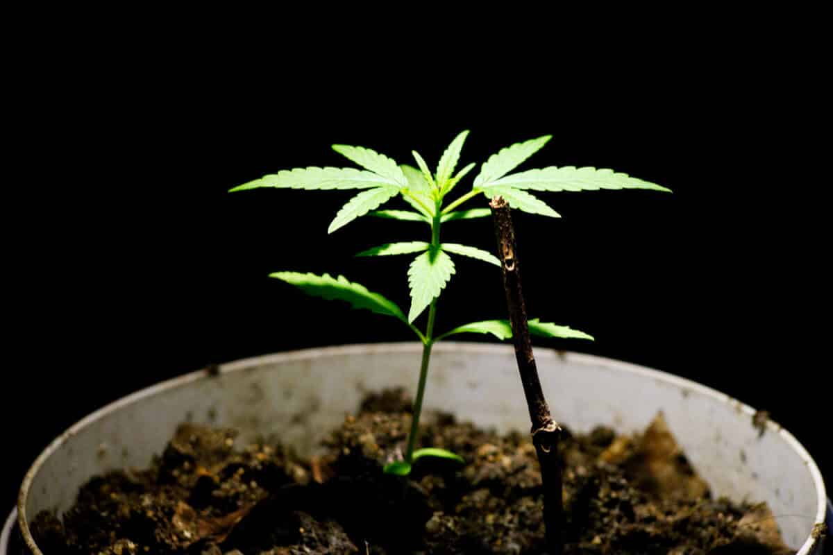 Space Bucket Cannabis Growing Guide