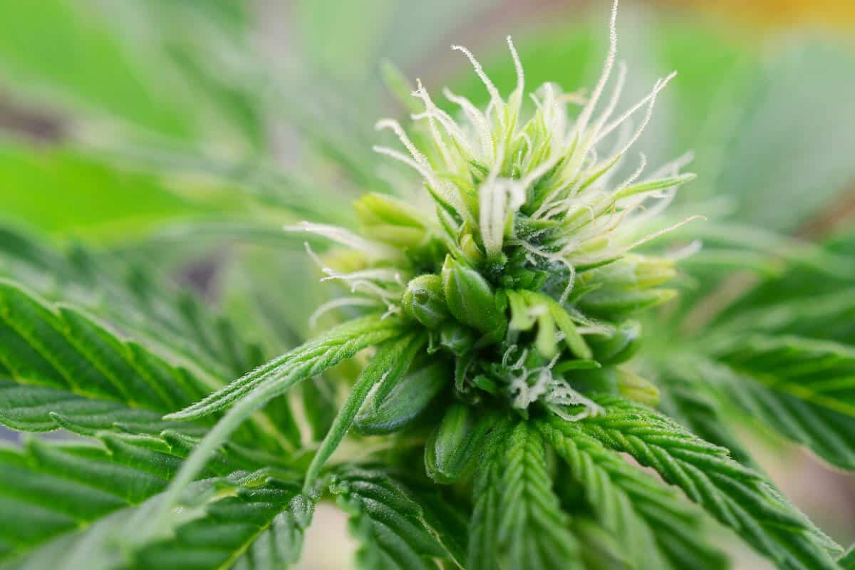 What You Need to Know About Hermaphrodite Weed