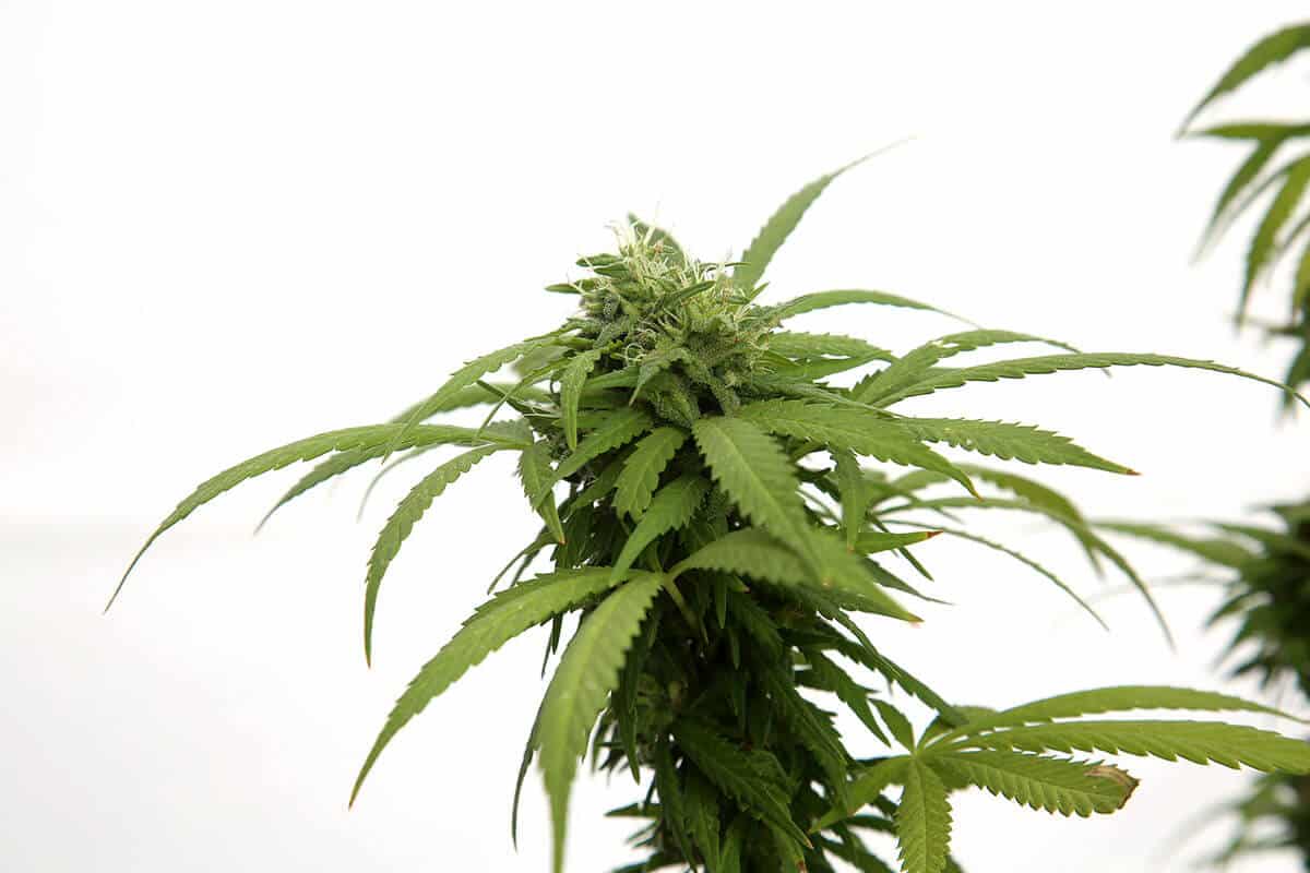 What are the Different Marijuana Plant Stages?