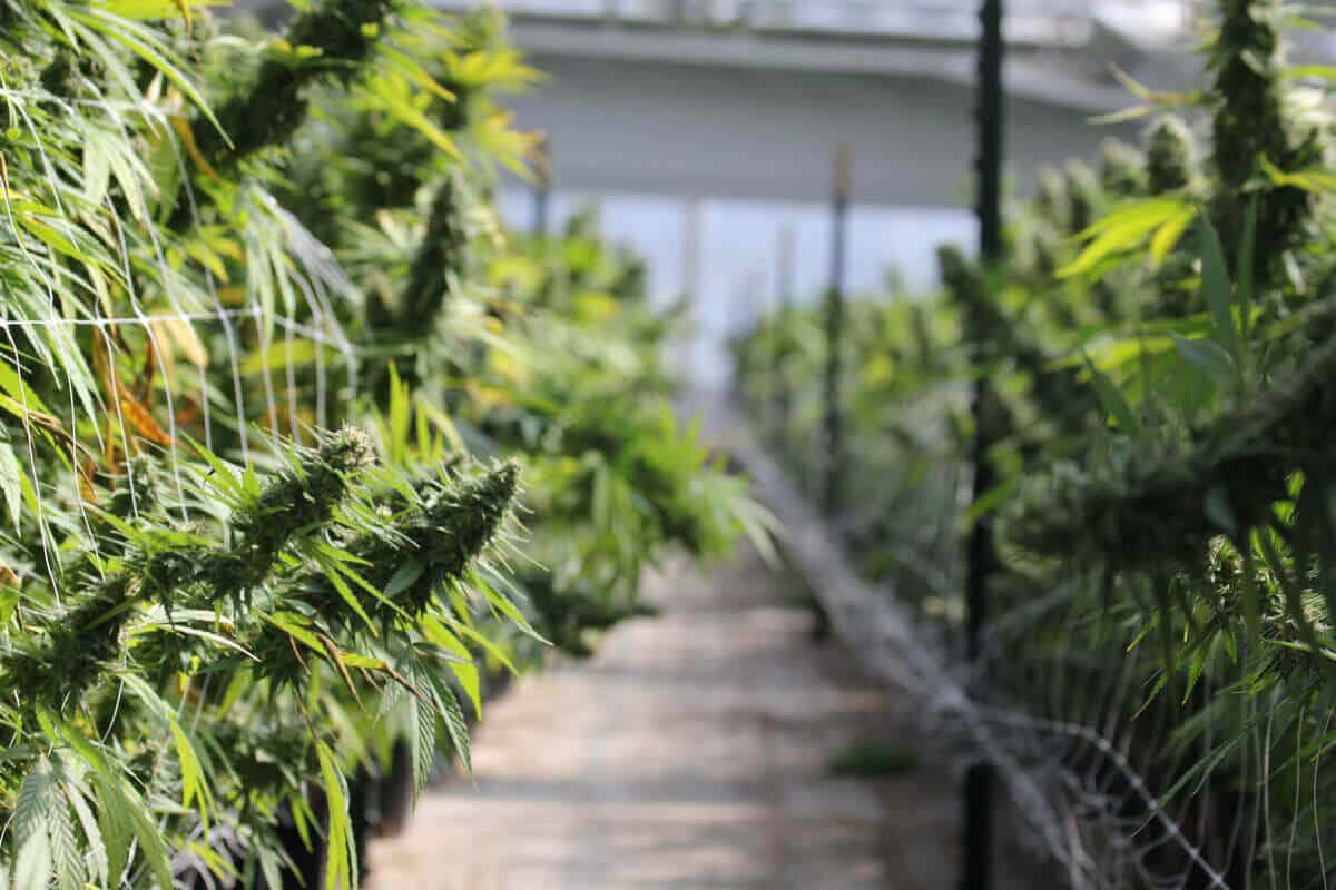 What is Super Cropping, and How Does it Help Your Cannabis