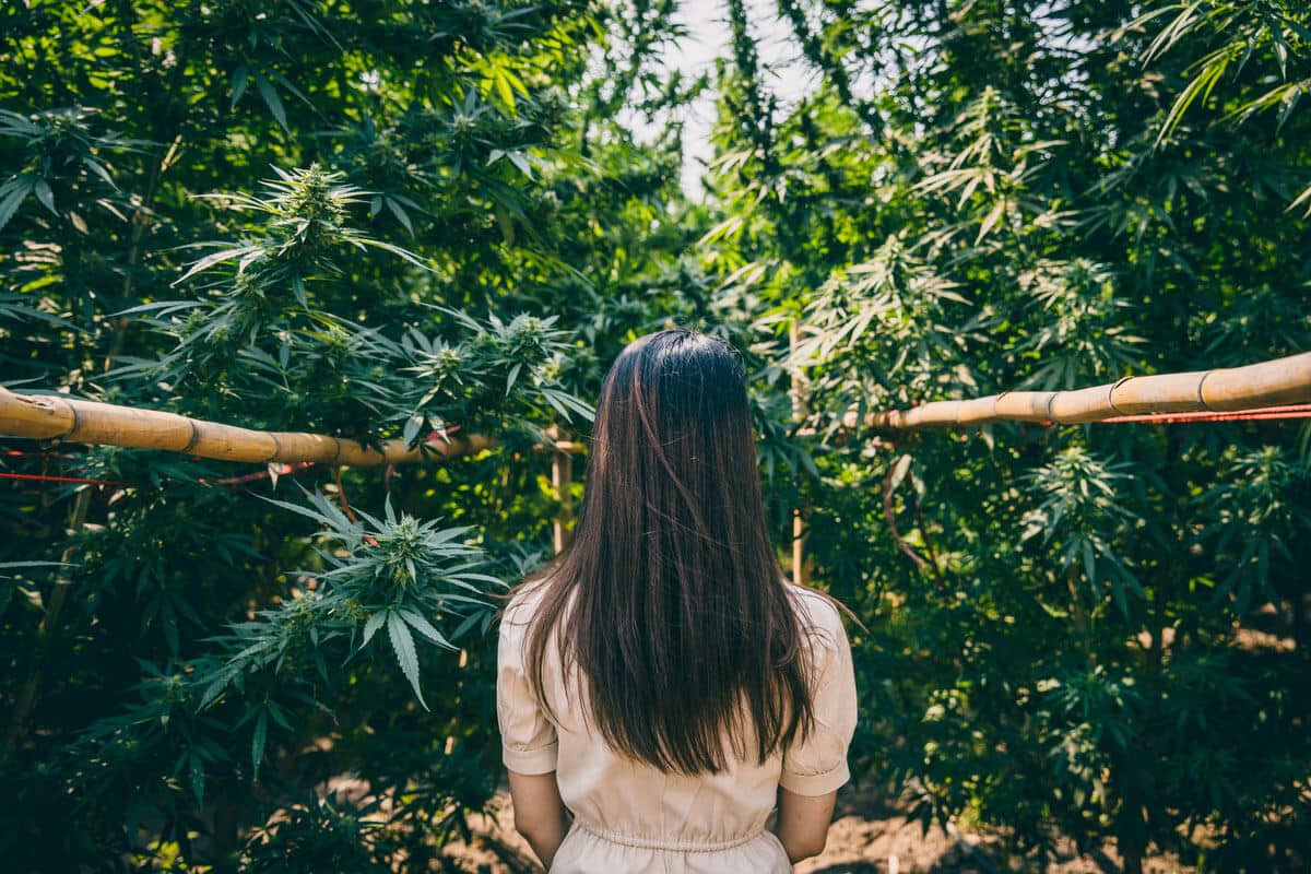 When to Harvest Cannabis: Finding the Best Time