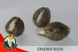 Cracked Seeds, Crop King Seeds