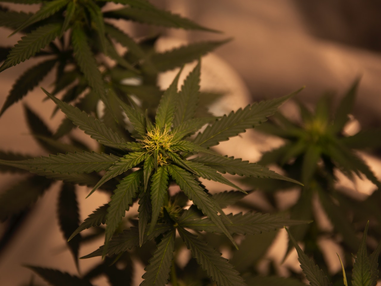 How to Get Rid of Weed Smell Hacks for Stoners