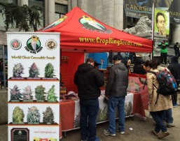 Photo 2 1024x768 257x202 1, Crop King Seeds