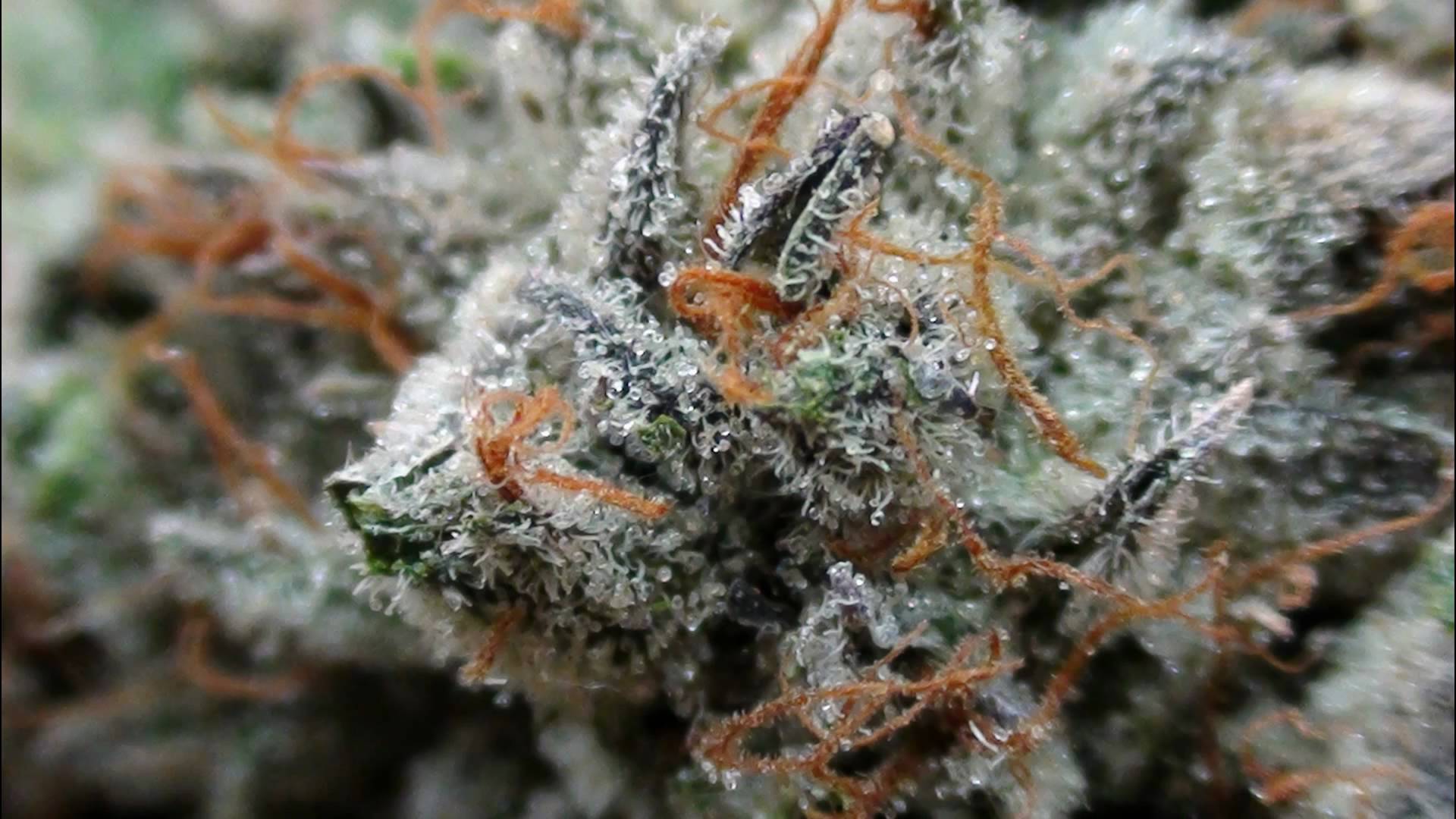 Bud Rot Causes, Prevention and Treatment