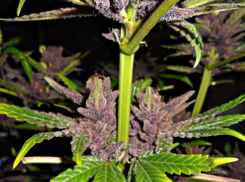 Sticky Weed Is This A Good Sign 
