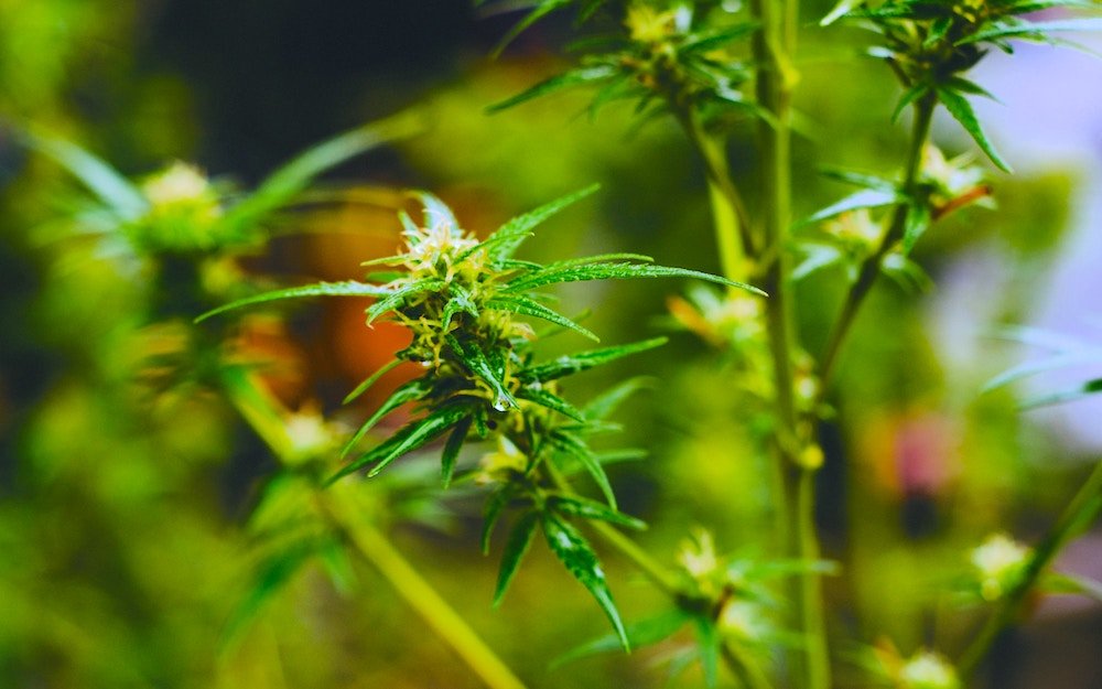 Sexing Pot Plants Useful Guide