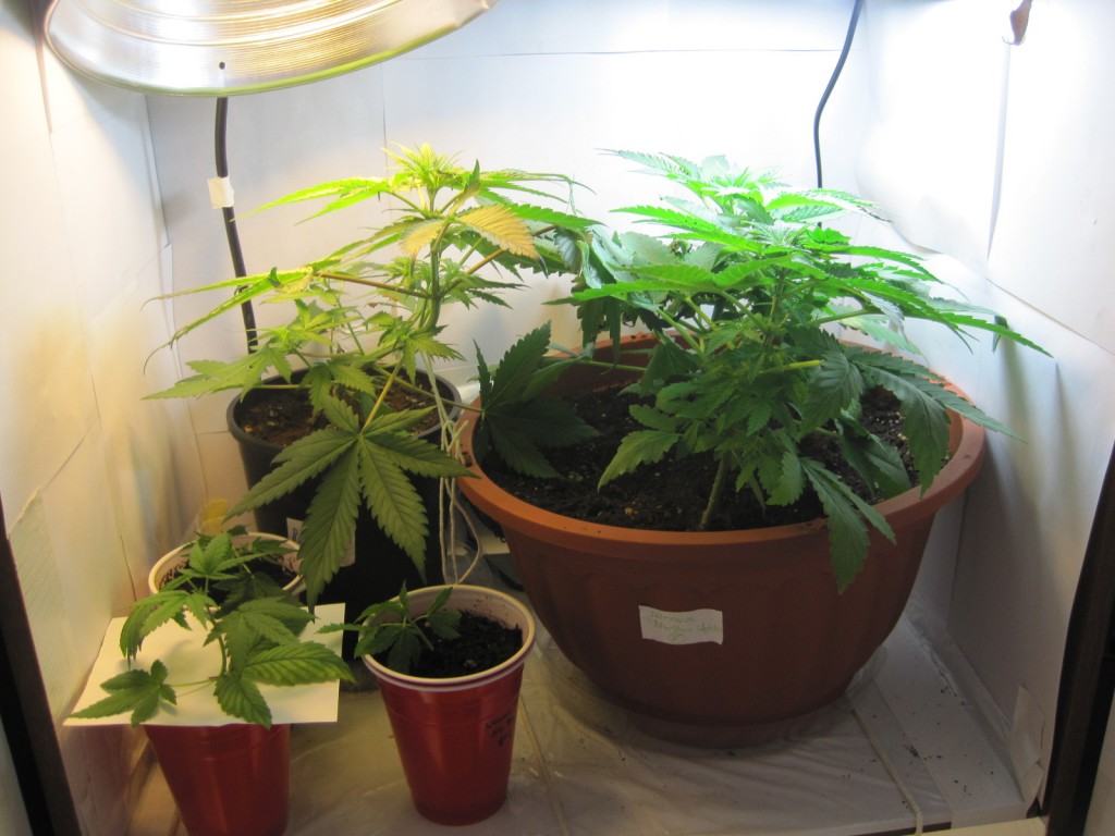 8 Steps in Making Your DIY Grow Box