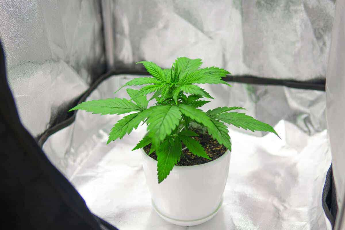 How to Clean a Grow Tent Properly