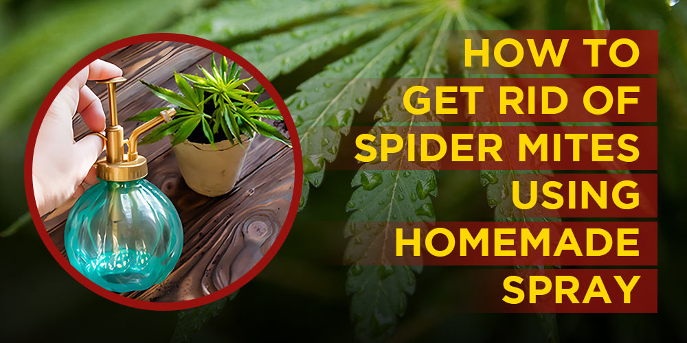 homemade spider mite spray