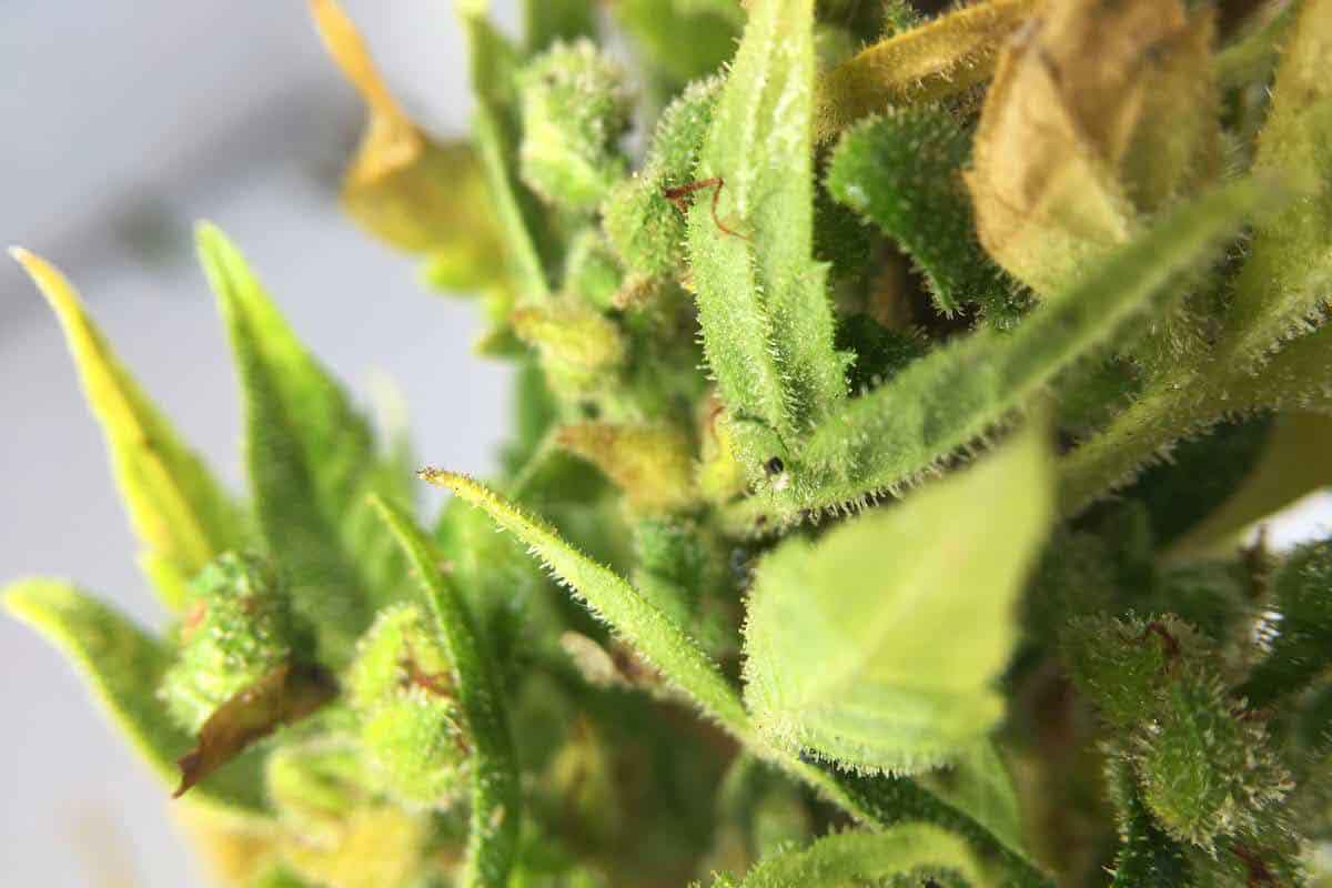 Spider Mites Weed Causes and Treatment