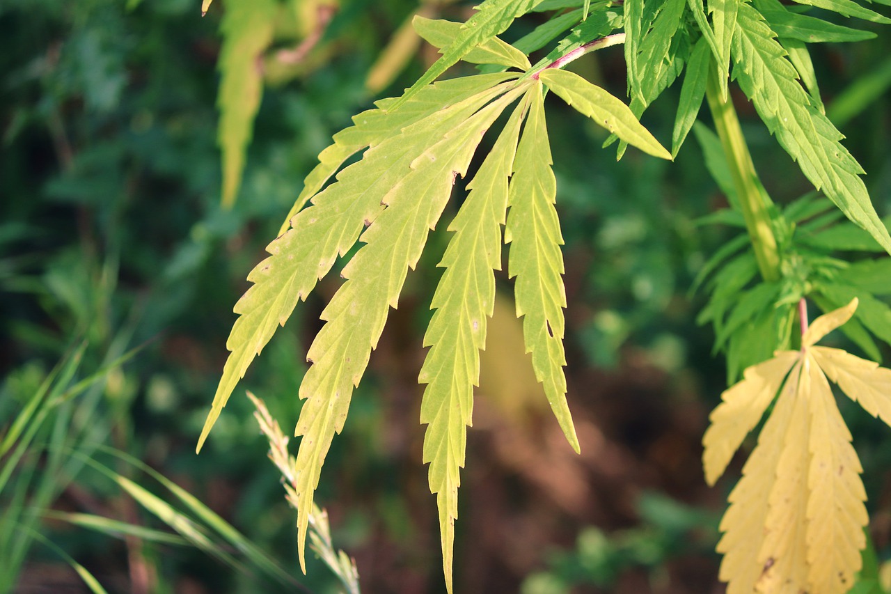 How to Get Rid of Yellow Leaves on Pot Plants