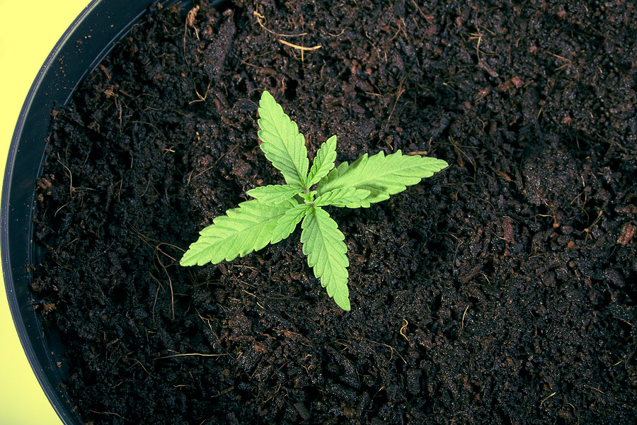 What is the Best Soil for Growing Weed?