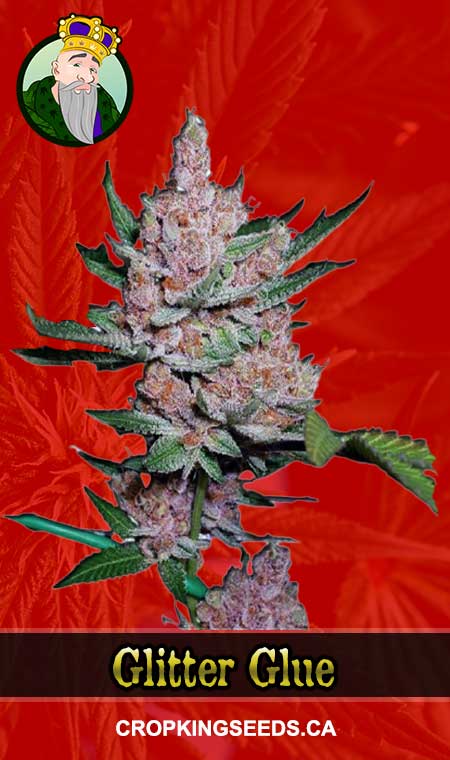 Glitter Glue Strain Feminized Marijuana Seeds