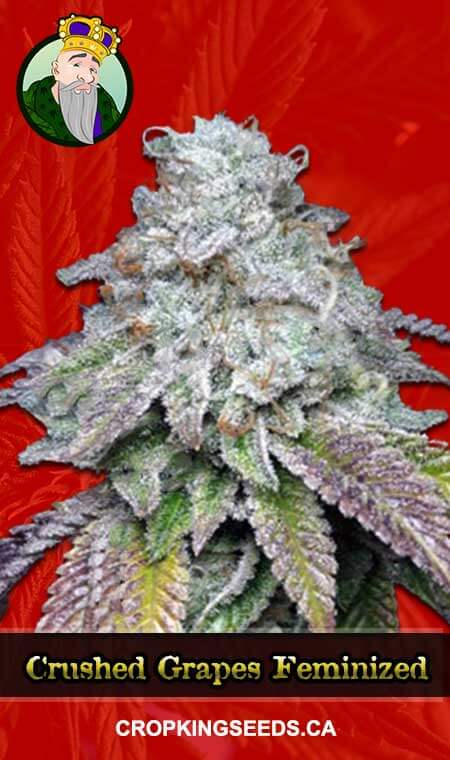 Crushed Grapes Strain Feminized Marijuana Seeds