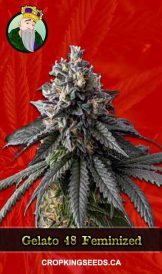 Gelato 48 Strain Feminized Marijuana Seeds