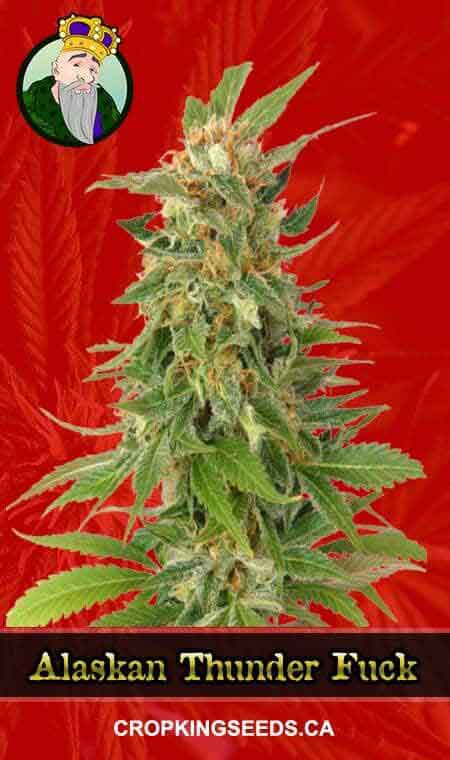 Alaskan Thunder Fuck Strain Feminized Marijuana Seeds