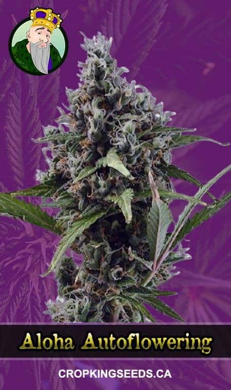 Aloha Strain Autoflowering Marijuana Seeds