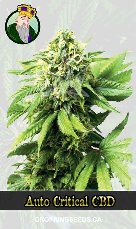 Auto Critical Strain CBD Marijuana Seeds