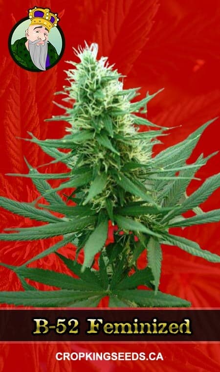 B-52 Strain Feminized Marijuana Seeds