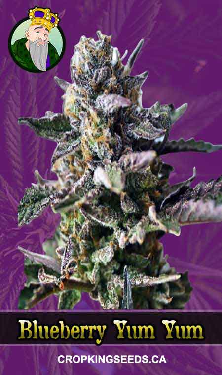 Buy Blueberry Yum Yum Strain Autoflowering Marijuana Seeds | Crop King ...