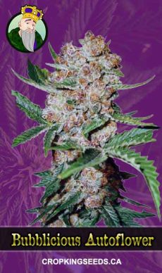 Bubblicious Auto